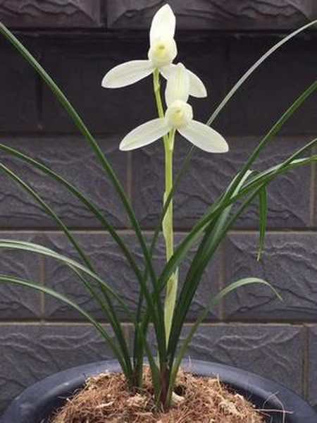 莲瓣兰新品荷素碧玉素荷色白如玉亭亭玉立香随风送沁人心脾大美