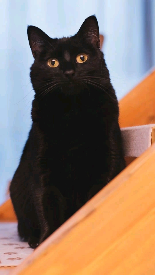 优秀如我#原来黑猫也是那么帅气,被吸粉了!