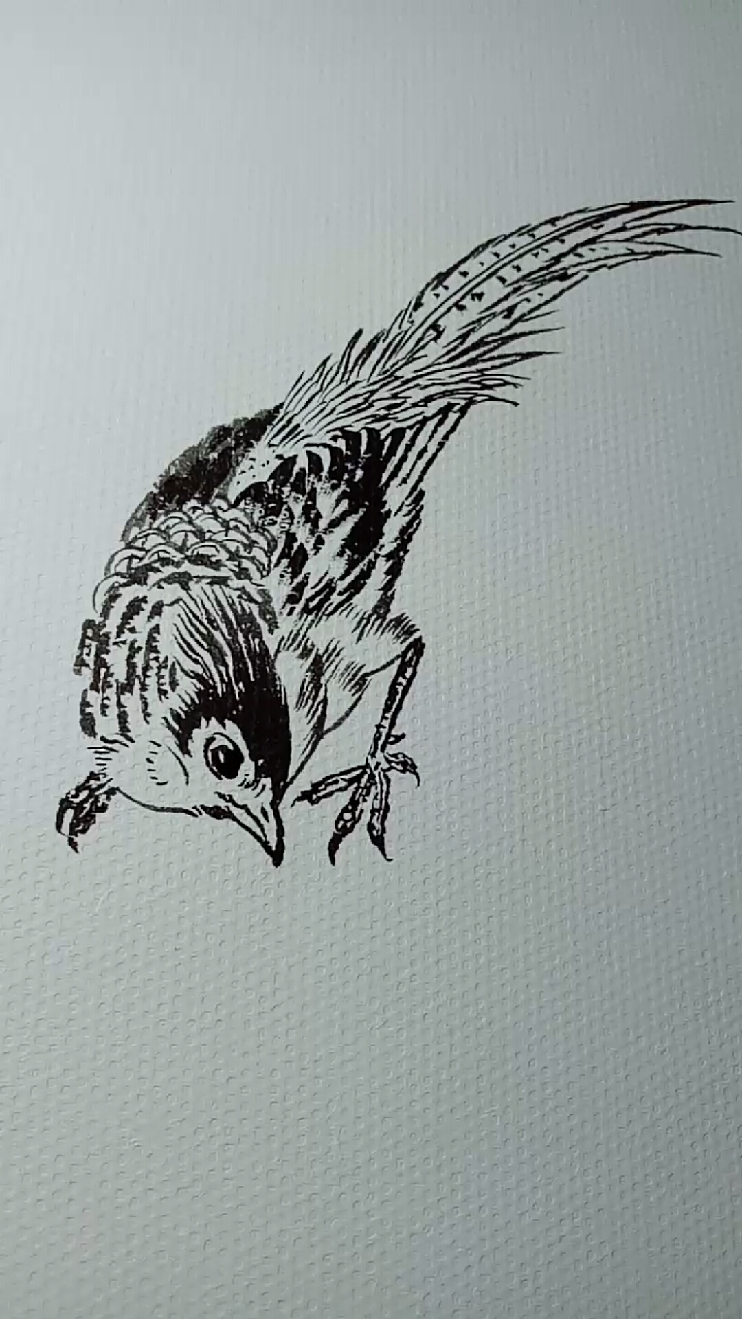 一看就会的白描画#锦鸡白描画法