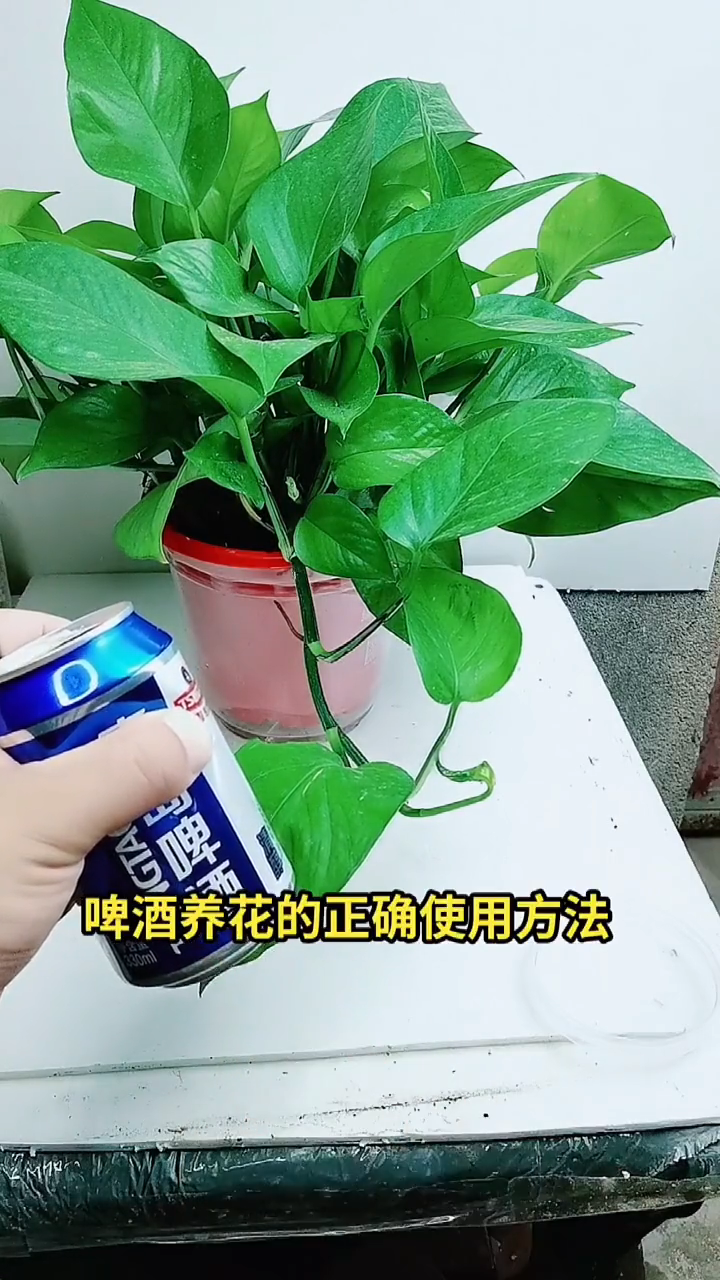 啤酒澆花的正確方法適合澆什麼花