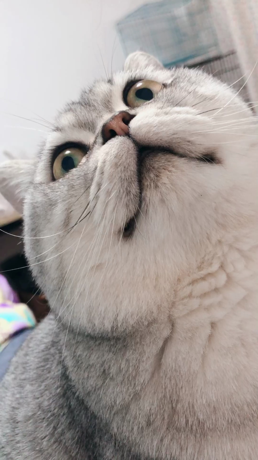 房间有个小飞虫 眼睛直勾勾的盯着