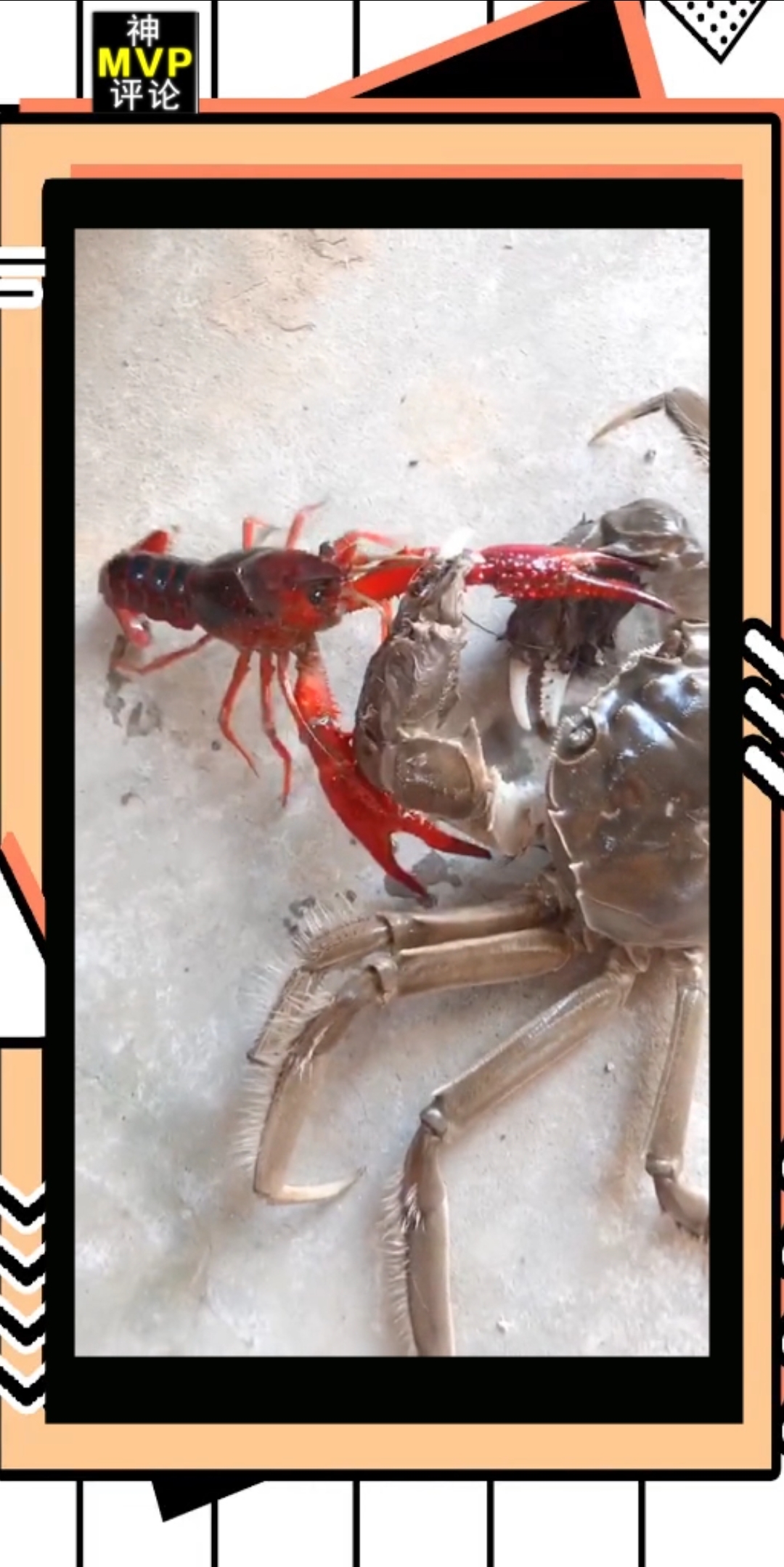 螃蟹vs龙虾