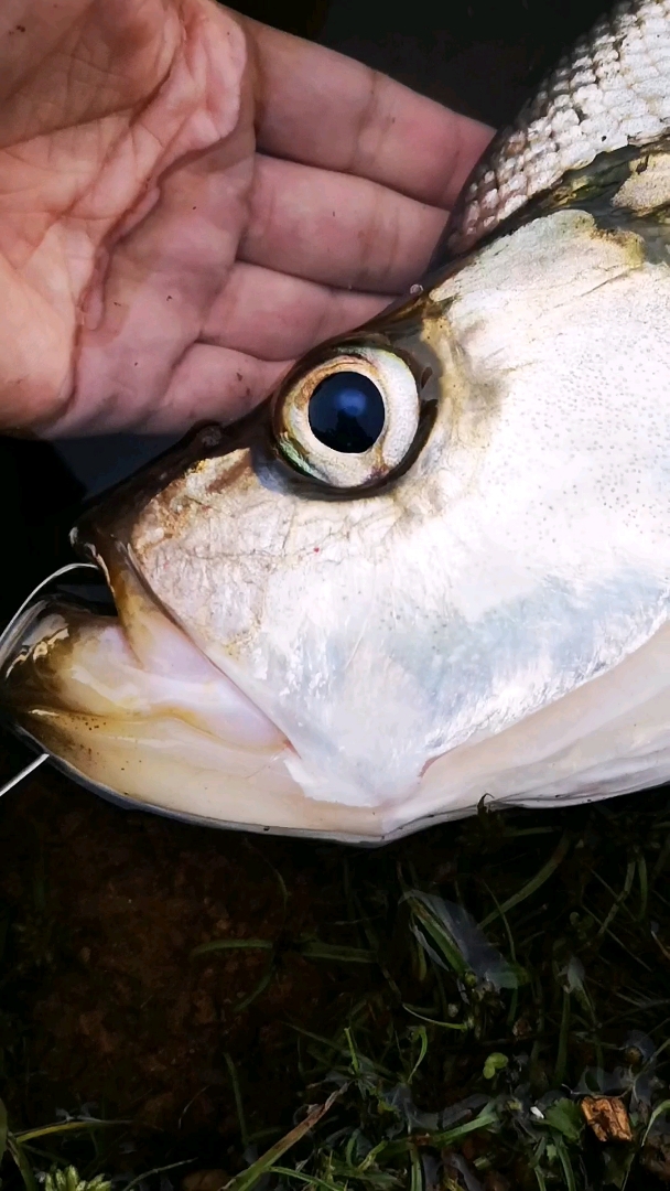 路亚钓鱼,亚米级大翘嘴鲌鱼-度小视