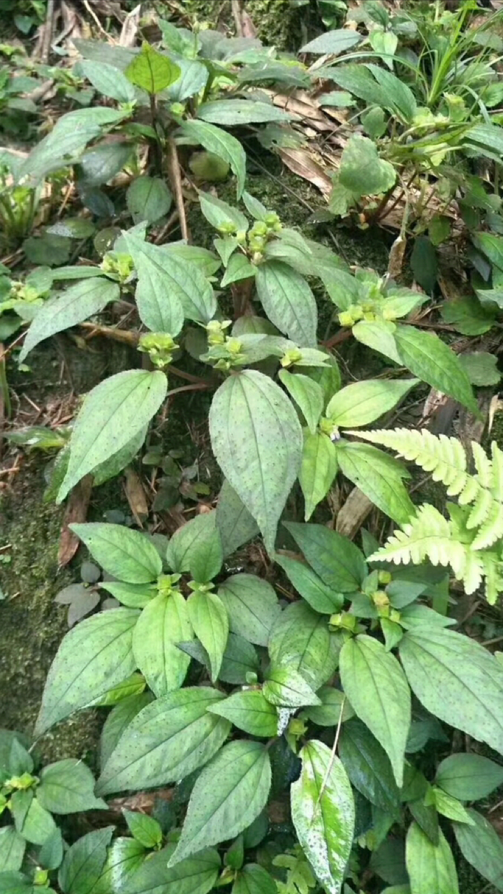养肝护肝草,纯天然野生的