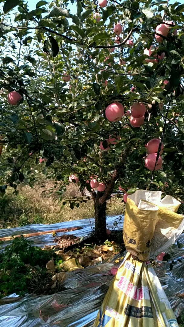 咱家的丰收季#栖霞红富苹果园,自家的果园苹果红了
