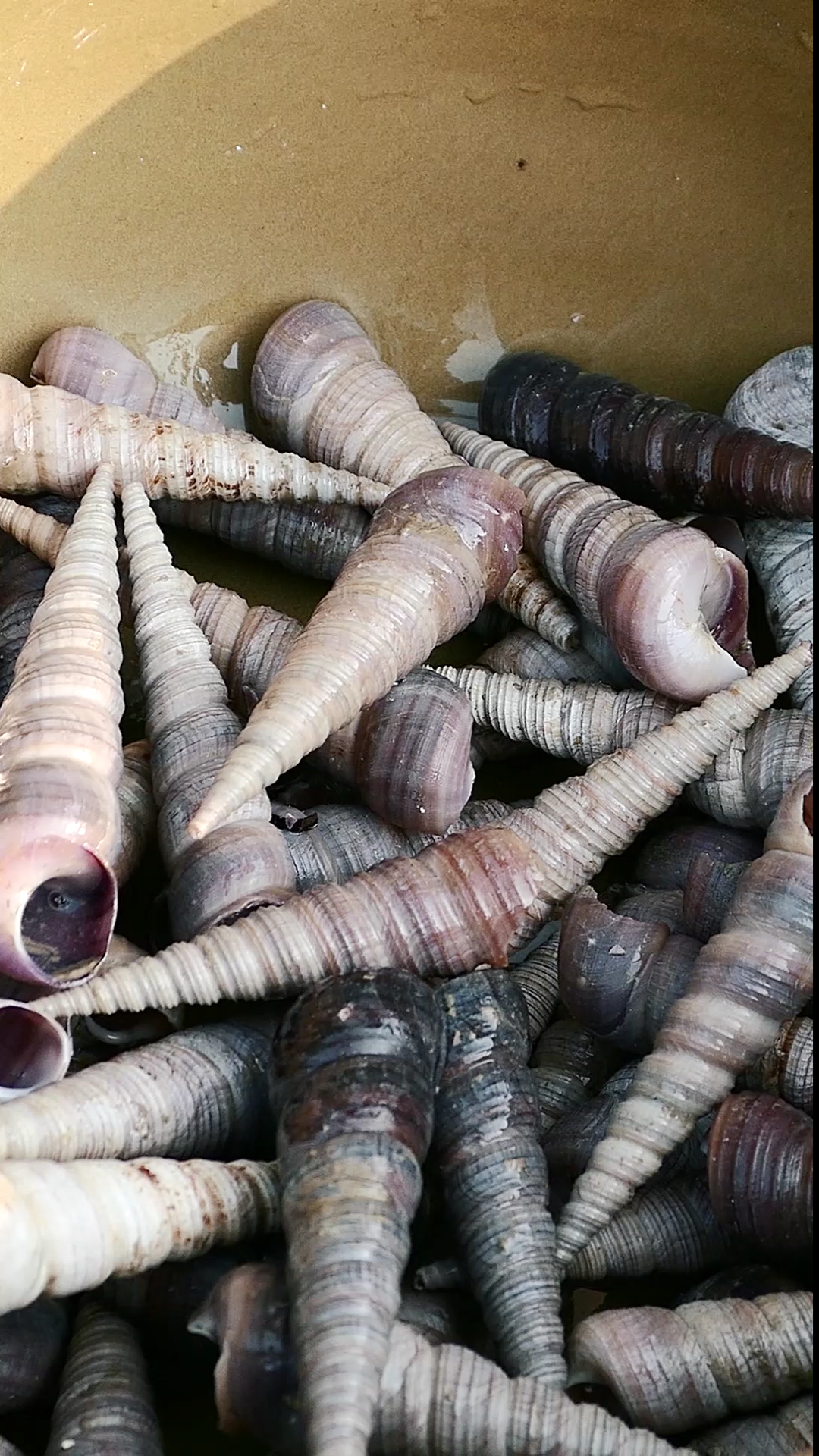 白灼长尾螺,肉质鲜美又香口,你想吃了吗?-度小视