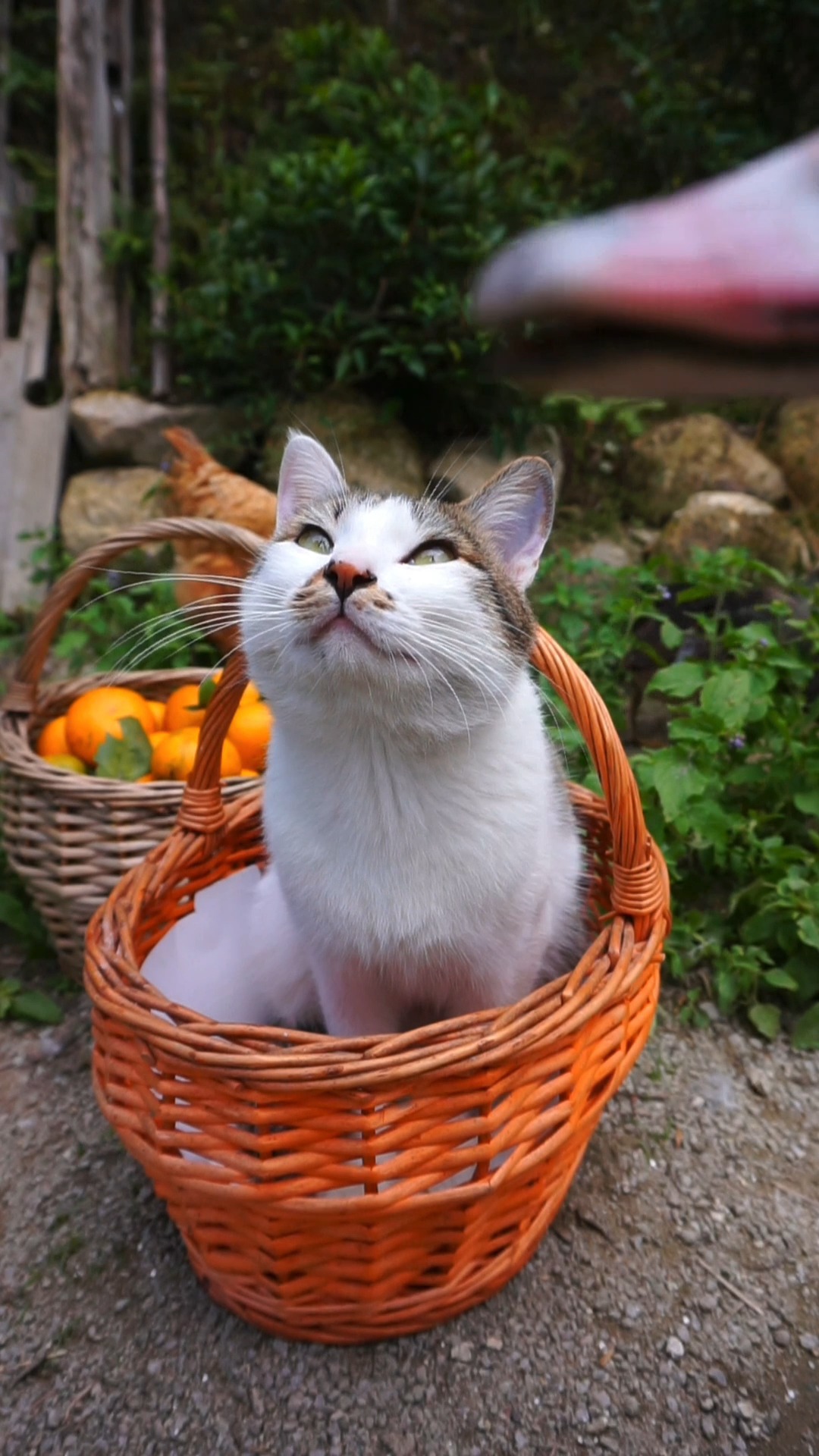 雪狸:睡醒了,篮子里蹲着到处看看