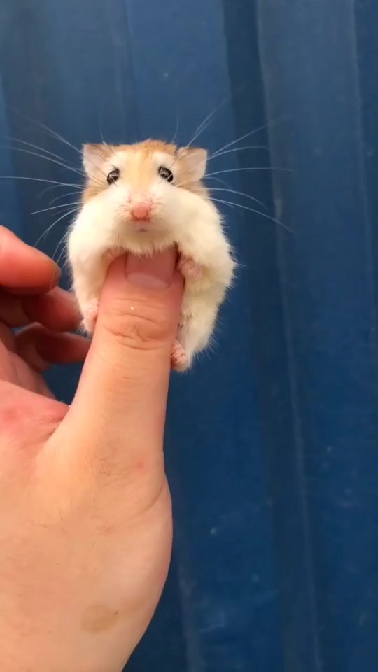 搞笑段子#仓鼠我恐高你快点放我下来,这也太可爱了吧,又想骗我买仓鼠