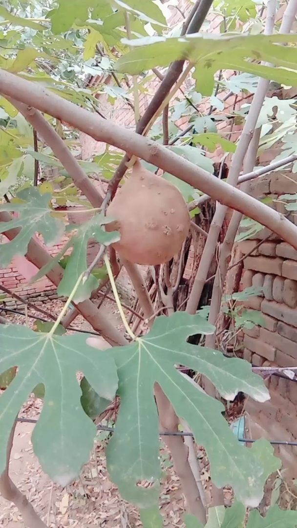 终于看到了树上结红薯,授粉成功,双击