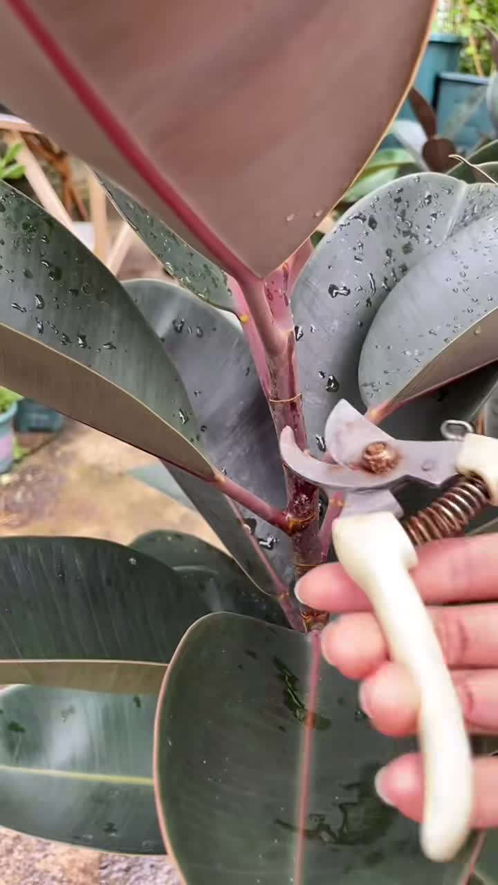 每天分享家庭养花知识橡皮树扦插方法