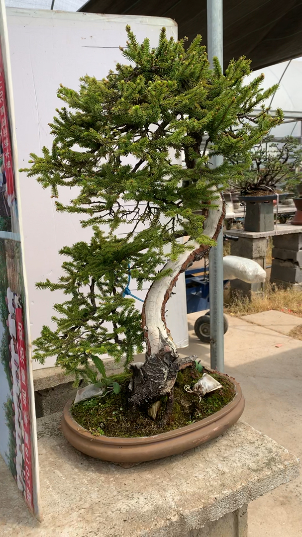 文人造型虾夷松!