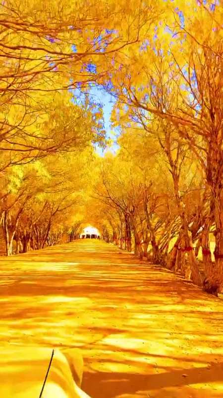 有机会一定要带上最爱的人去一次最美的黄金大道落叶深秋新疆旅游