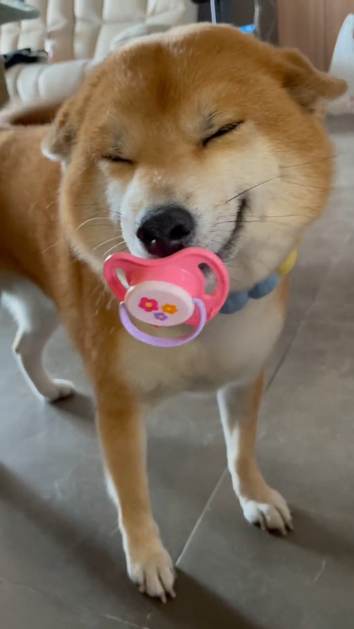 我要上热门这么大了依然是叼奶嘴柴柴幼崽