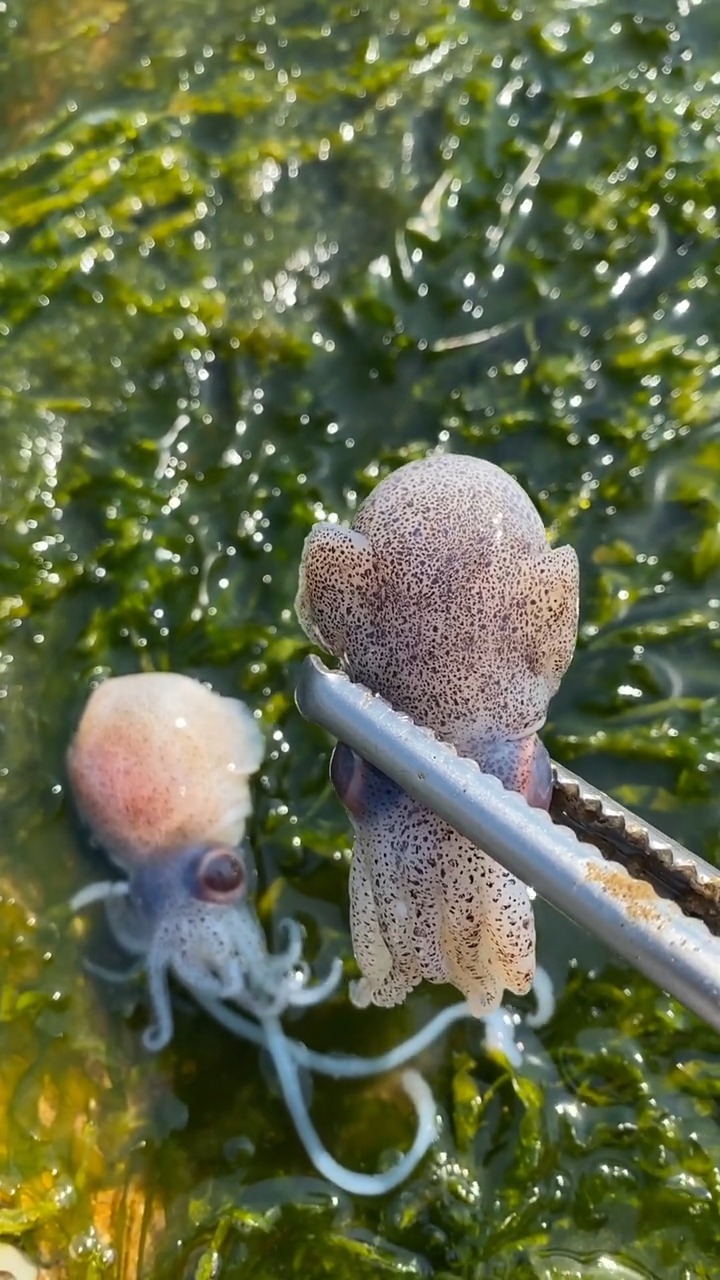 超级好看的小八爪鱼