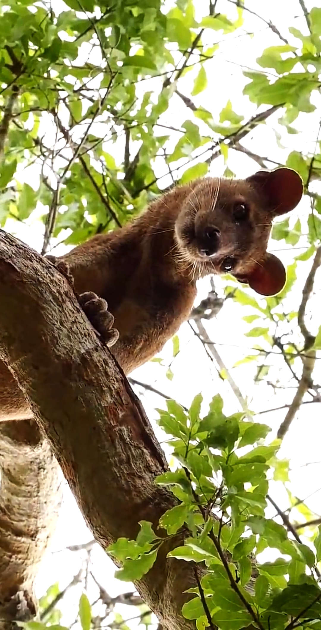 fossa,一种罕见的哺乳动物
