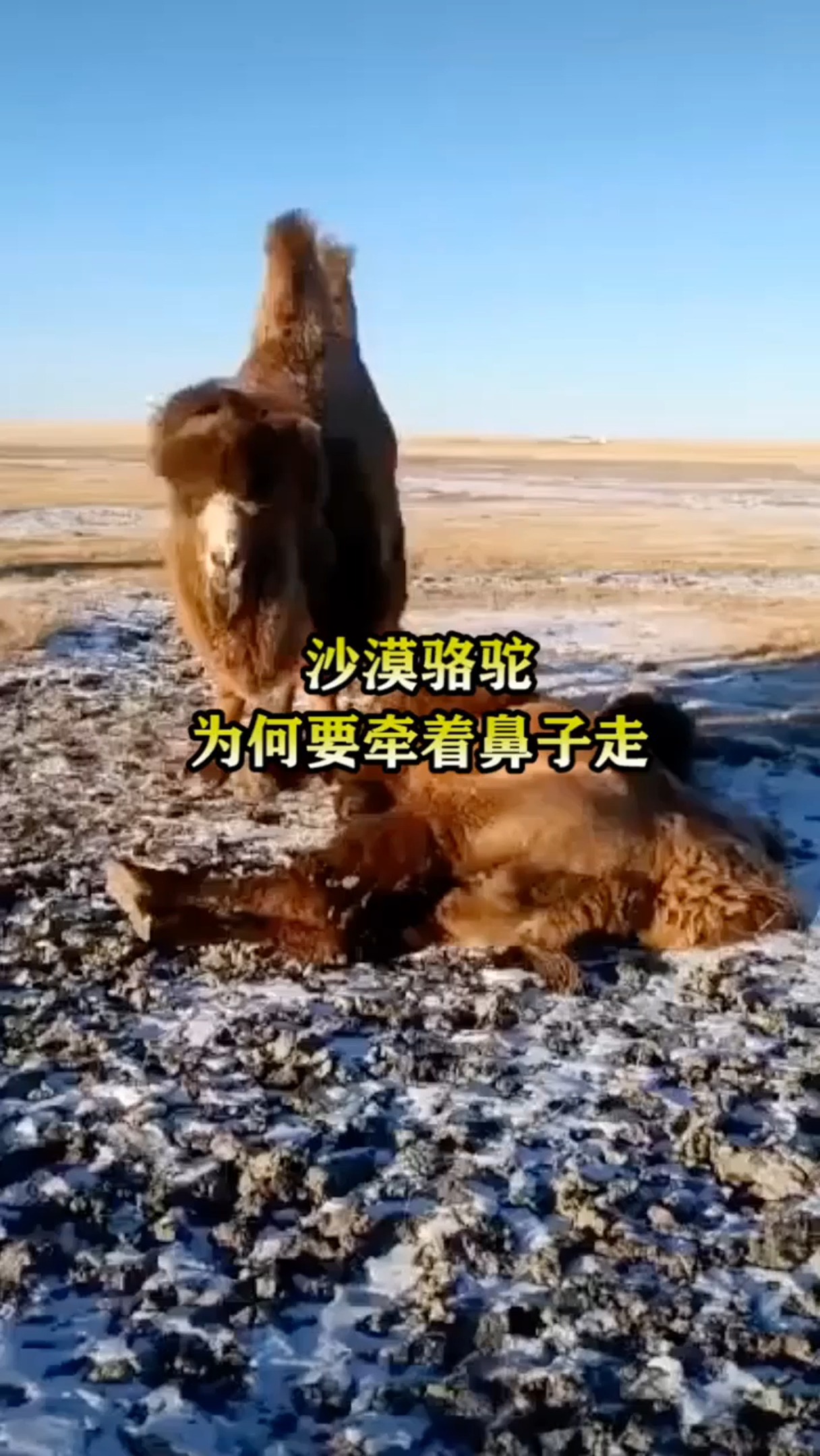 沙漠骆驼的如何要牵着鼻子走?