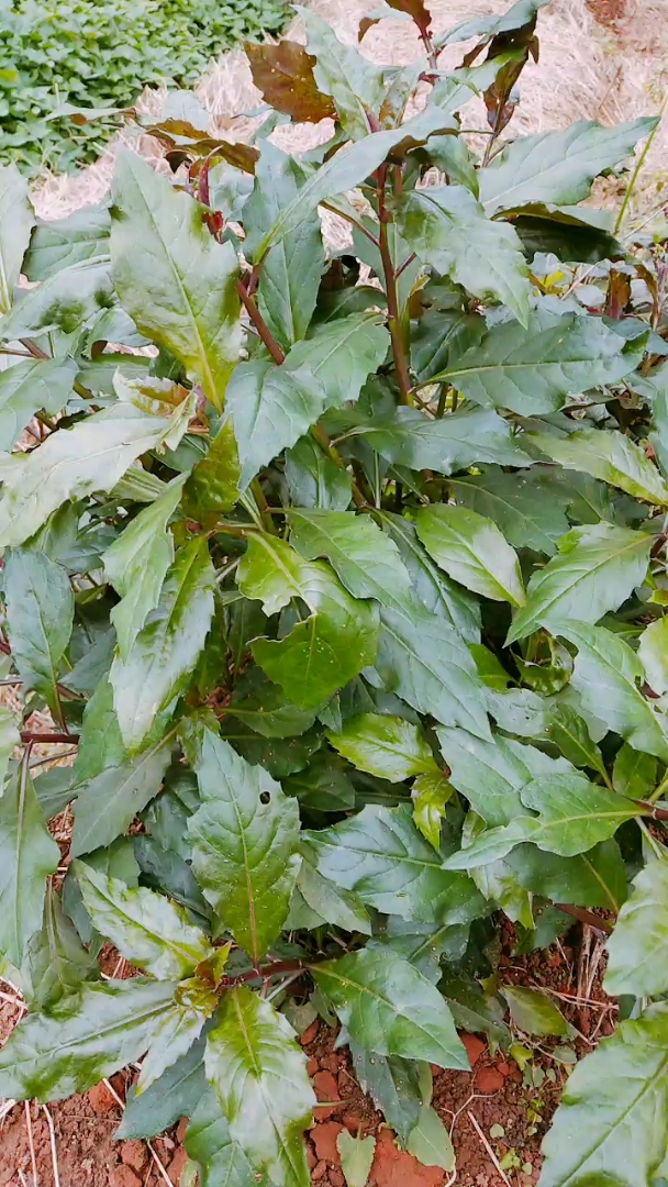 快来摘野生菜了