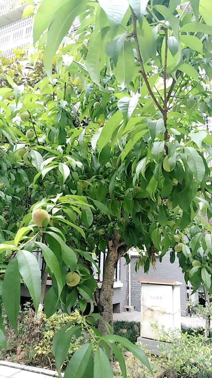 楼下的桃子树,已经结了很多果子了.