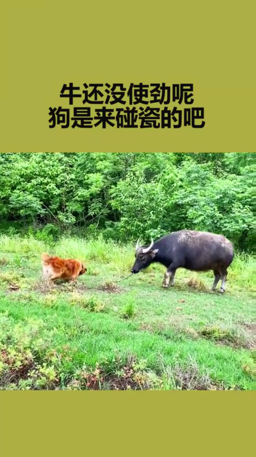 狗子太自不量力,没事你去招惹牛干什么