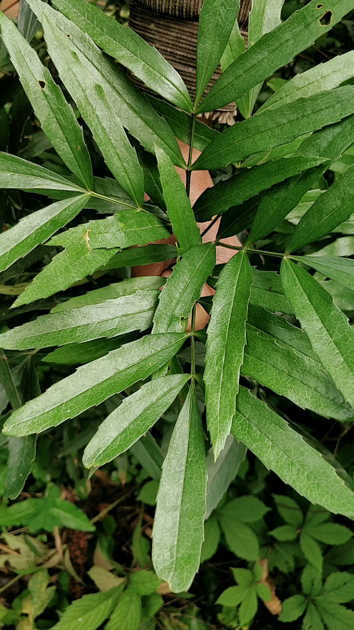 小叶十大功劳!功效强大,被民间称为十大功劳,漂亮吗?