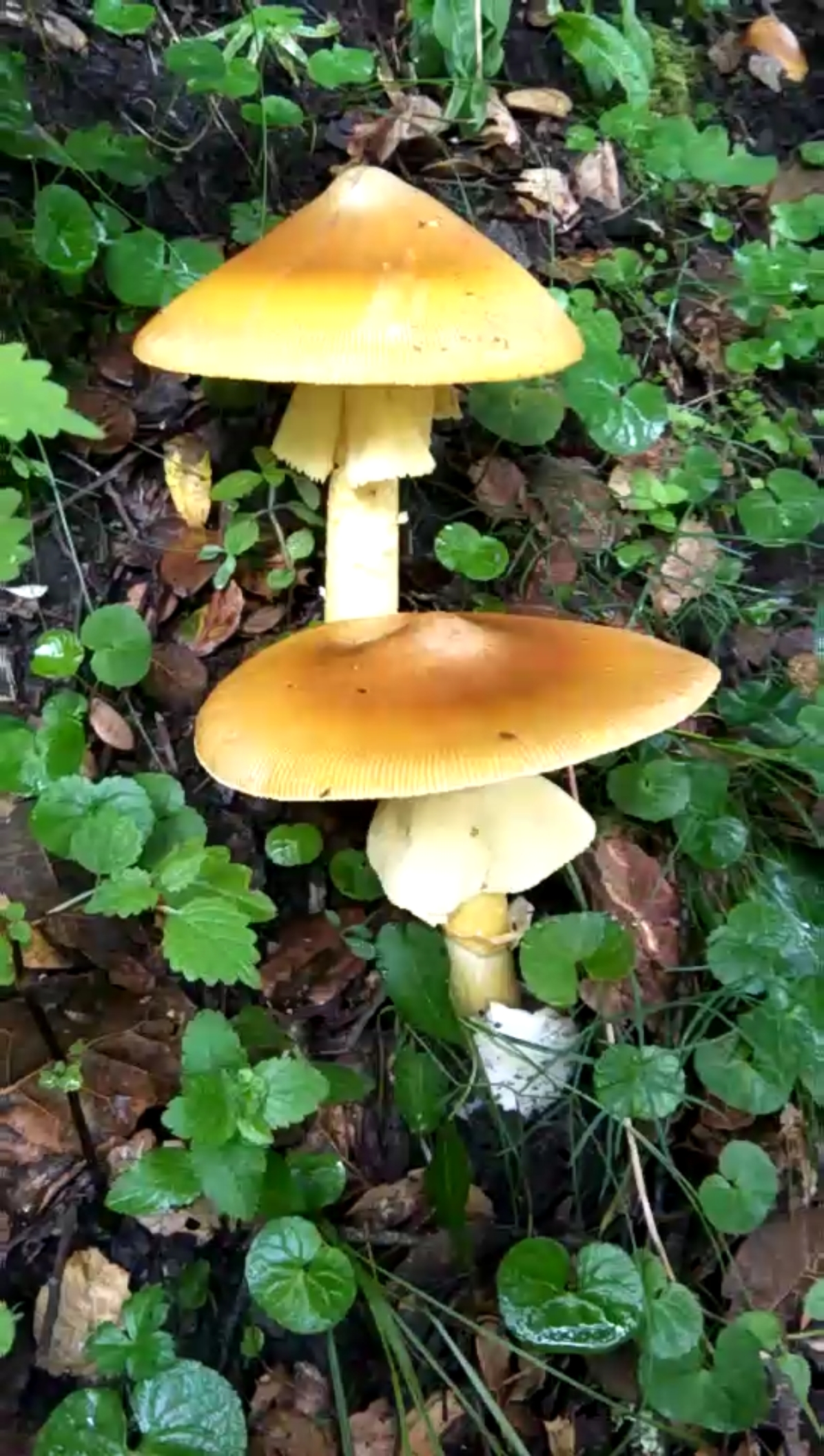 舌尖上的乡村美食#采野生鸡蛋菌