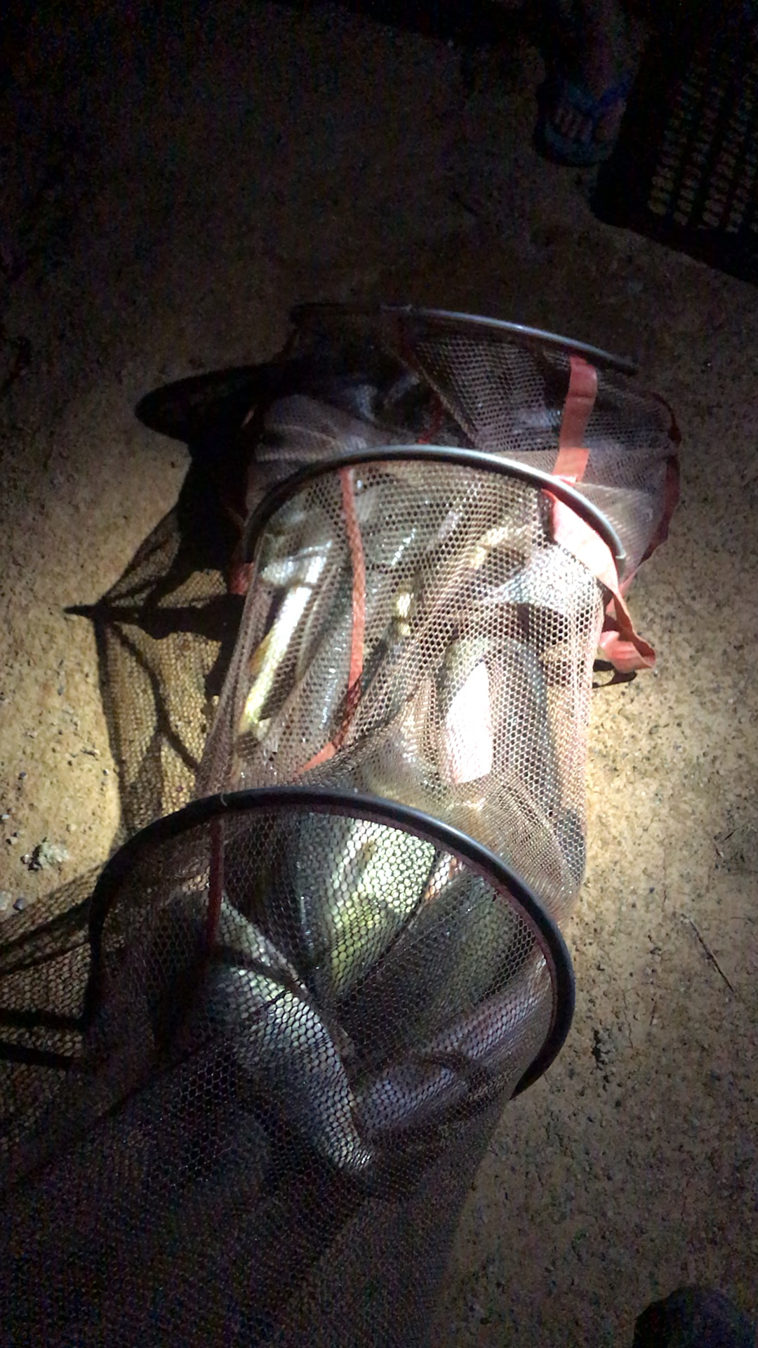 昨晚夜钓黑坑收获