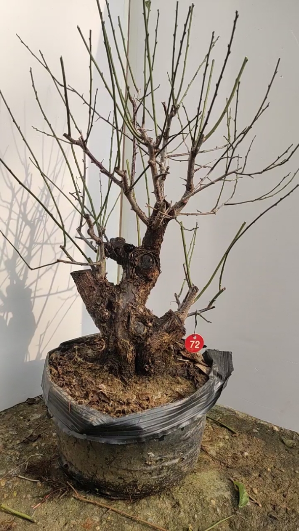 原生红梅盆景老桩