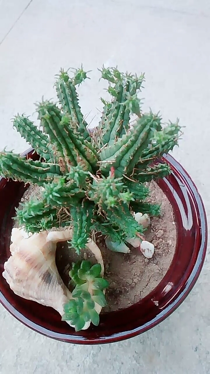 越长越丑的火麒麟