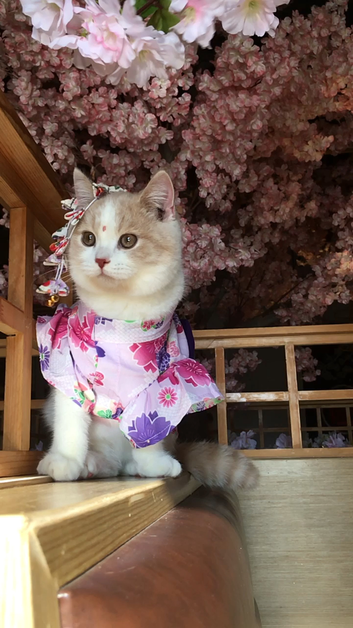 我家萌宠成精了#桃花猫