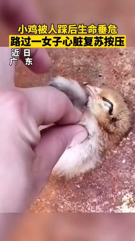 小鸡被人踩后生命垂危,路过一女子心脏复苏按压!