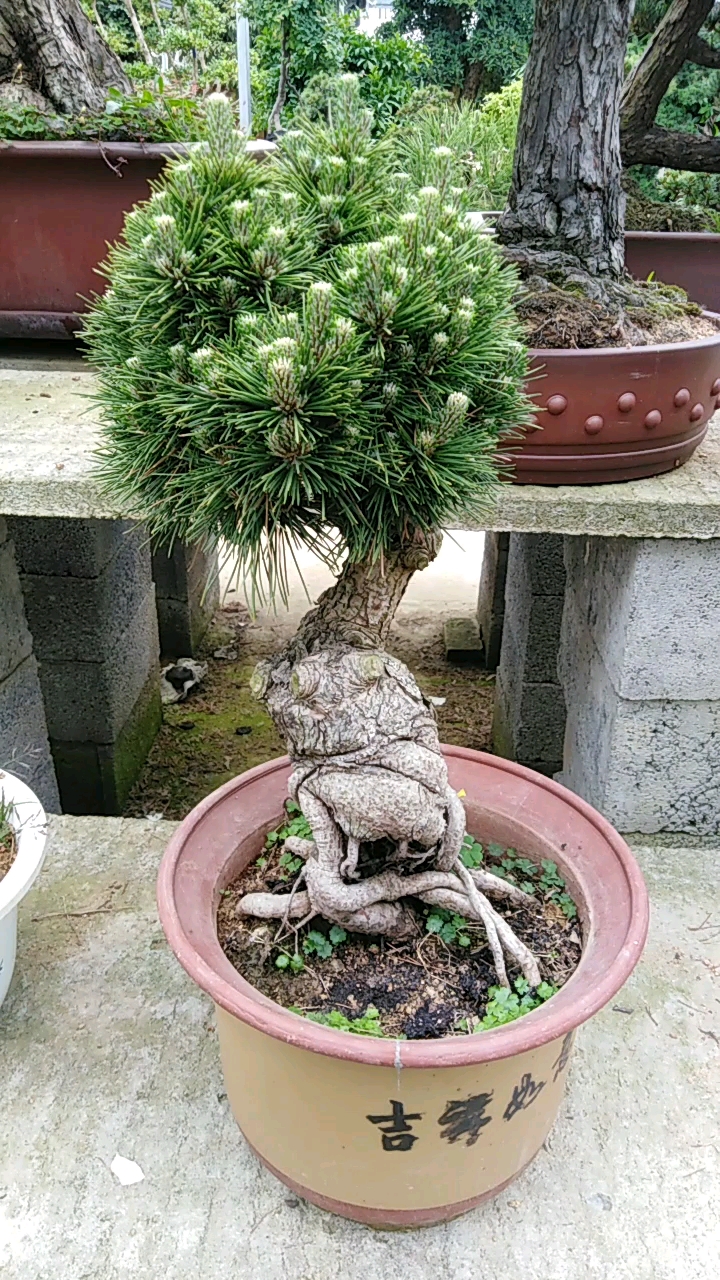 夏日穿搭#千寿丸