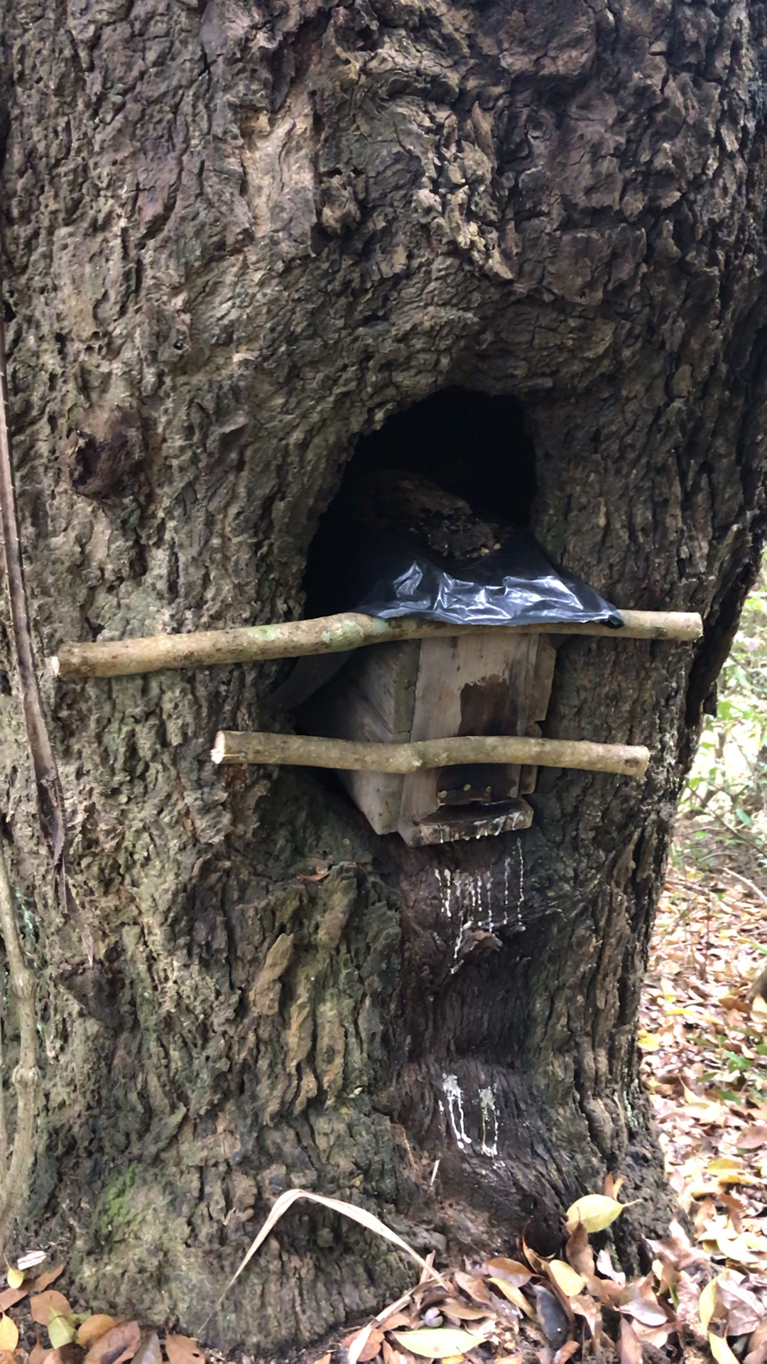 户外放诱蜂箱,百年树洞