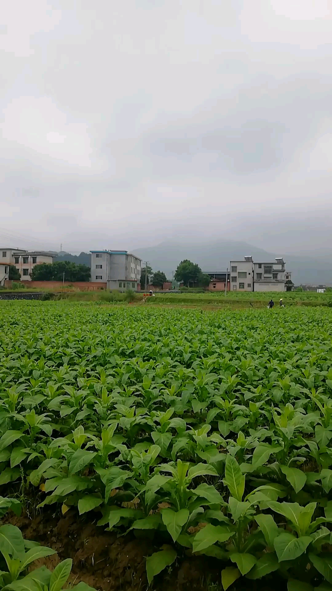 古村田畔绿缤纷, 绿色家园处处春. 千亩烟田展新叶, 百里山乡吐芳芬.