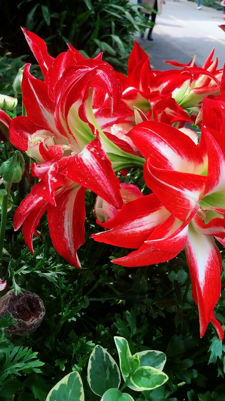 我的小花园#荷兰重瓣朱顶红～帕萨迪纳