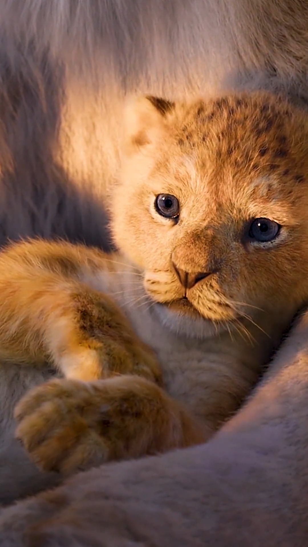 狮子王可爱的,辛巴要不要养一只  #动漫全屏视频 #动漫高清60帧