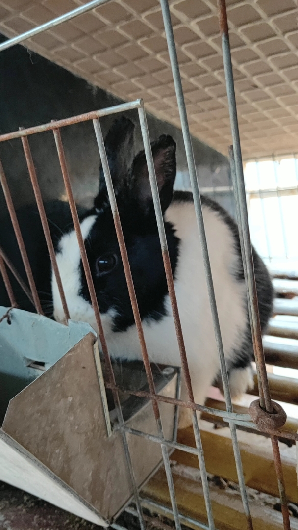 我家萌宠成精了#可爱的观赏兔!