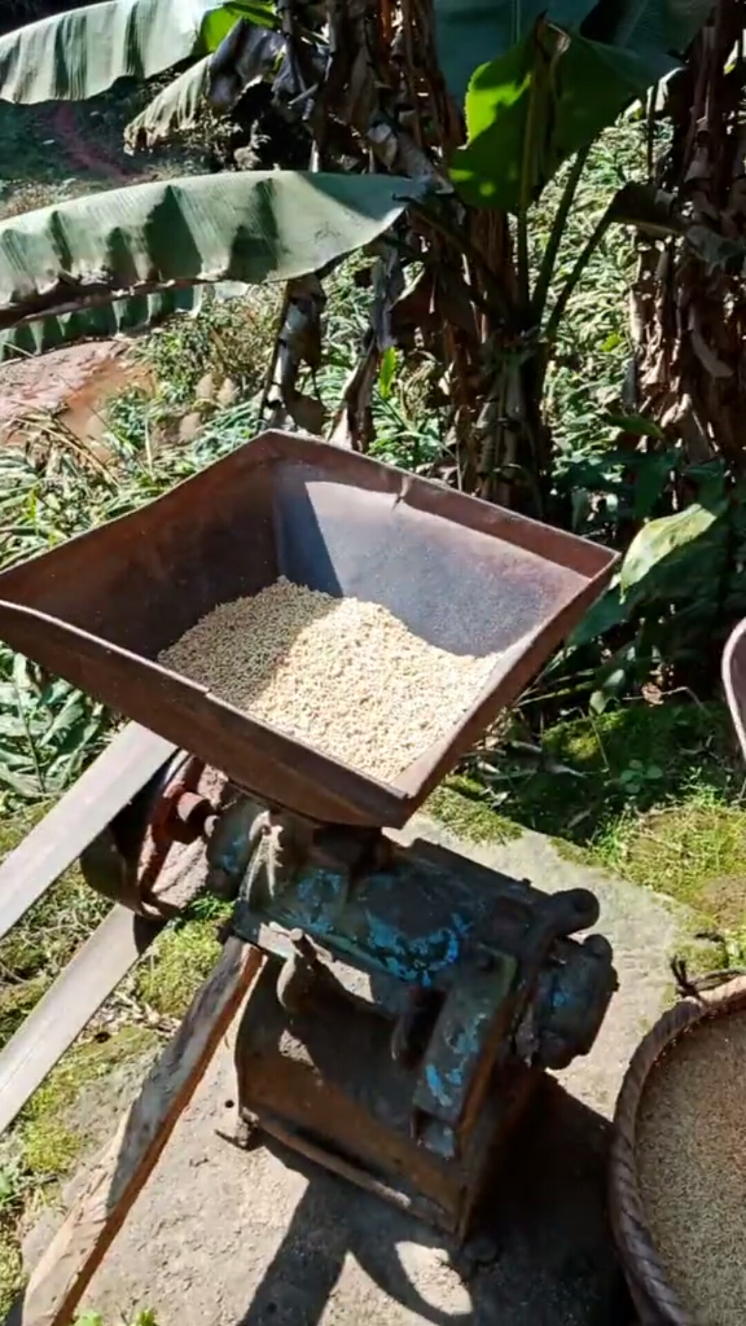 老古董#六十年代的打米机!