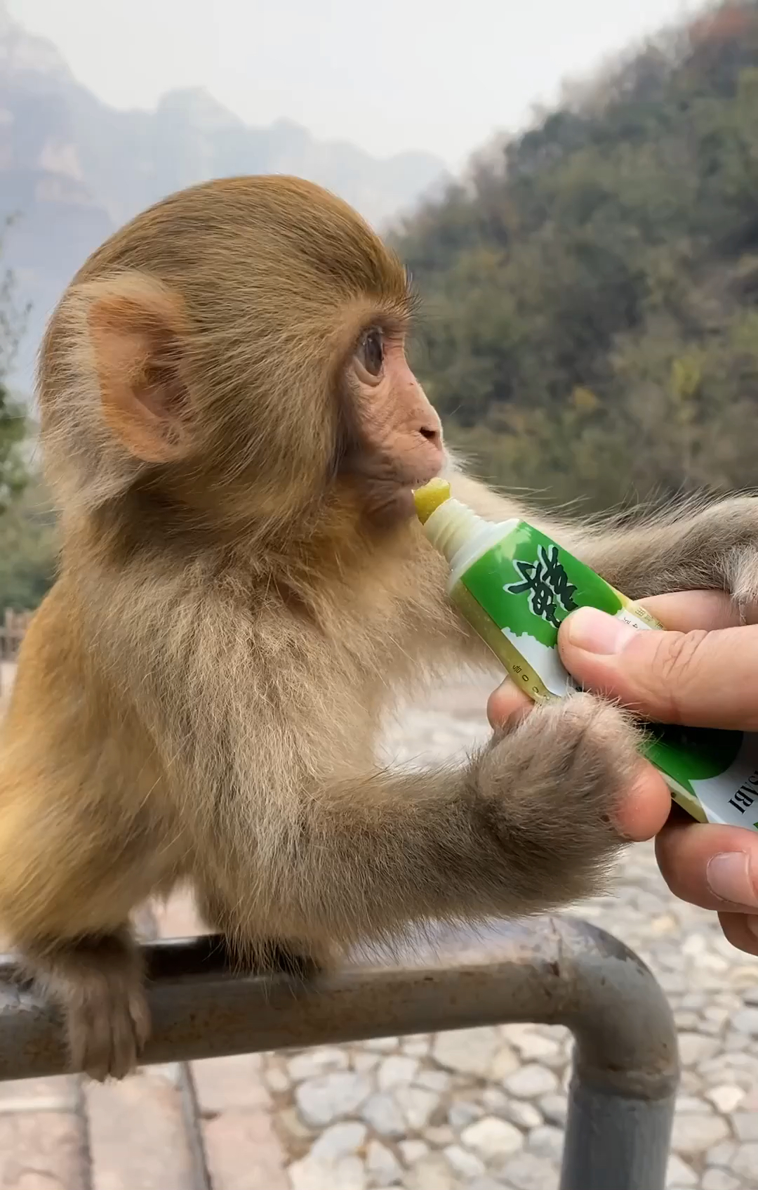 带上全民去旅行#给猴子吃芥末,表情太可爱了