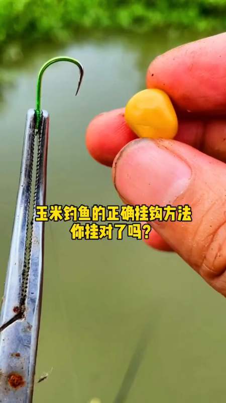玉米钓鱼的正确挂钩方法,你挂对了吗?