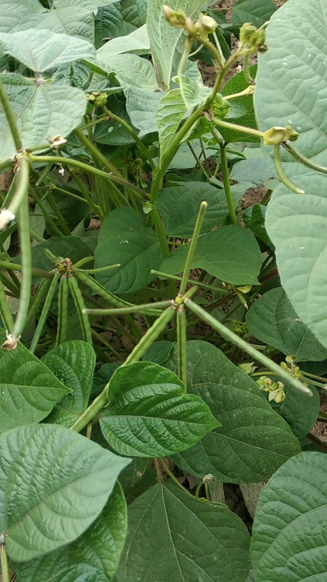 绿豆成熟的样子图片