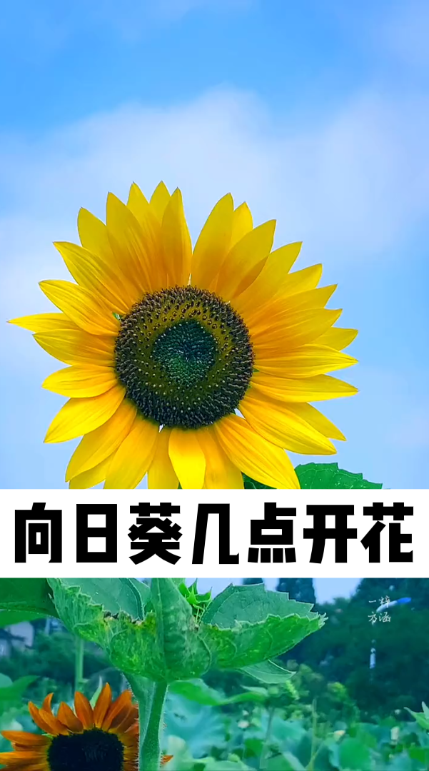 向日葵几点开花?