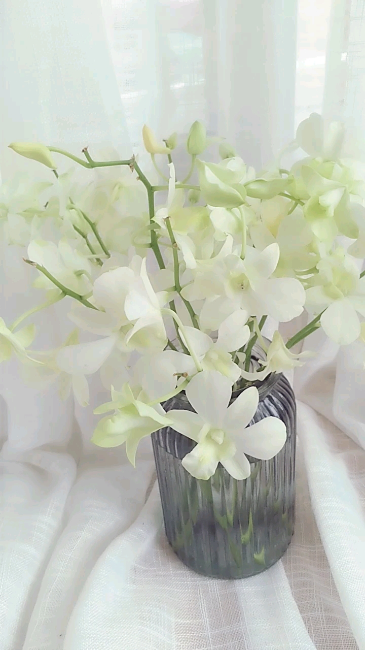 那些花儿之白色千代兰