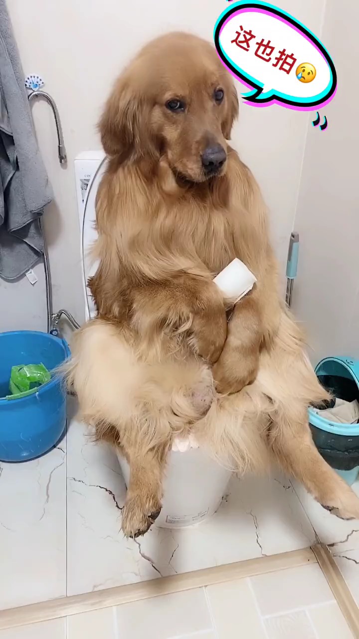 我家萌宠成精了#就你这坐马桶的姿势,怀疑你是人变的!