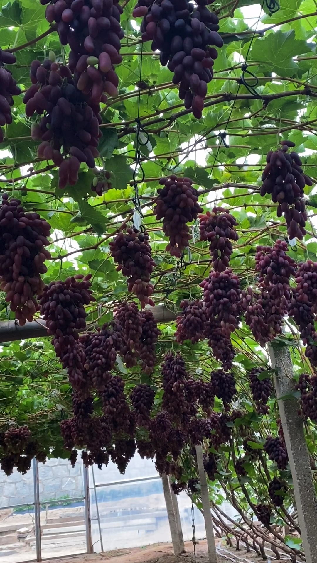 丰产的新沙尔葡萄马上就要上市了