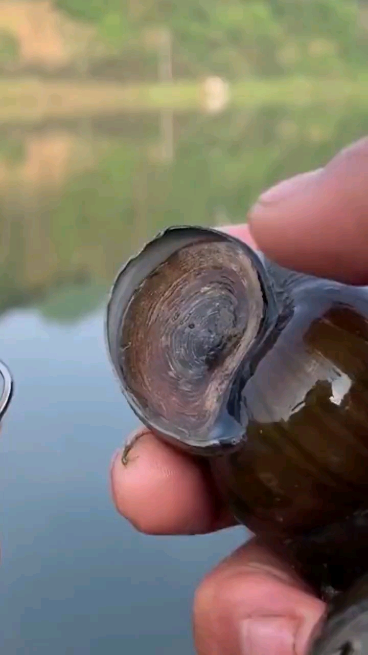 脆螺挂钩专钓100斤大鱼