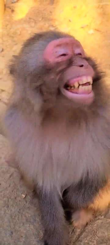 猴子居然笑了,快点来同框?