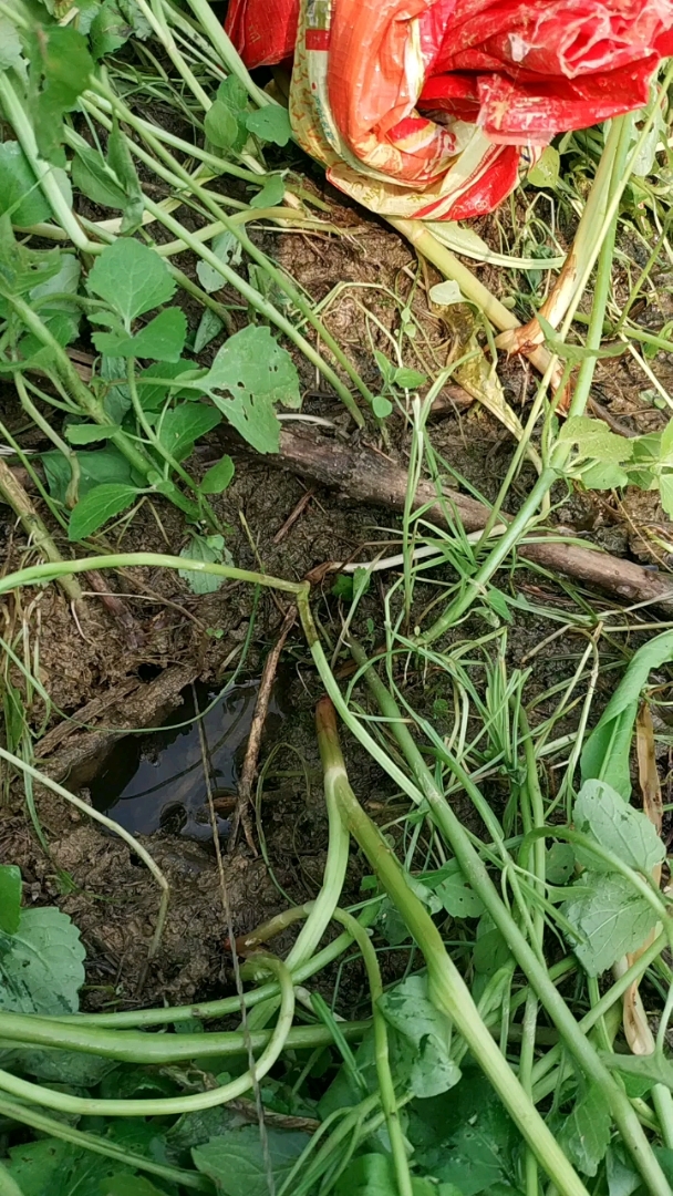 这是高手#广东野黄鳝有点瘦.(ω)hiahiahia