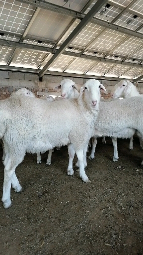 这是咱们的湖羊种公羊有喜欢的的朋友加关注,支持货到付款