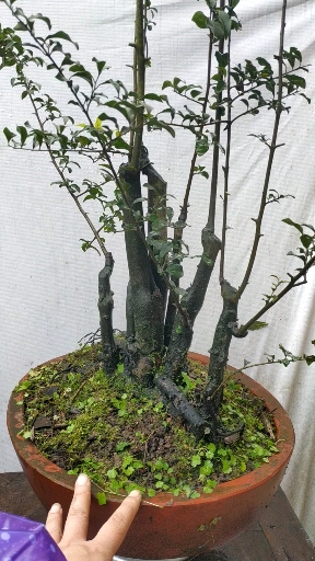 金弹子盆景一本丛林