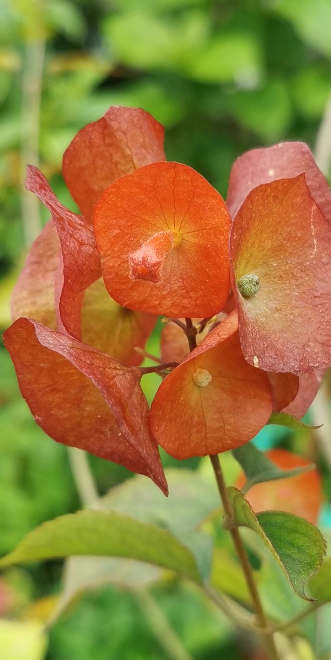 我的小花园#冬红花是马鞭草科常绿灌木,春夏季开花,聚伞花序,花萼锅